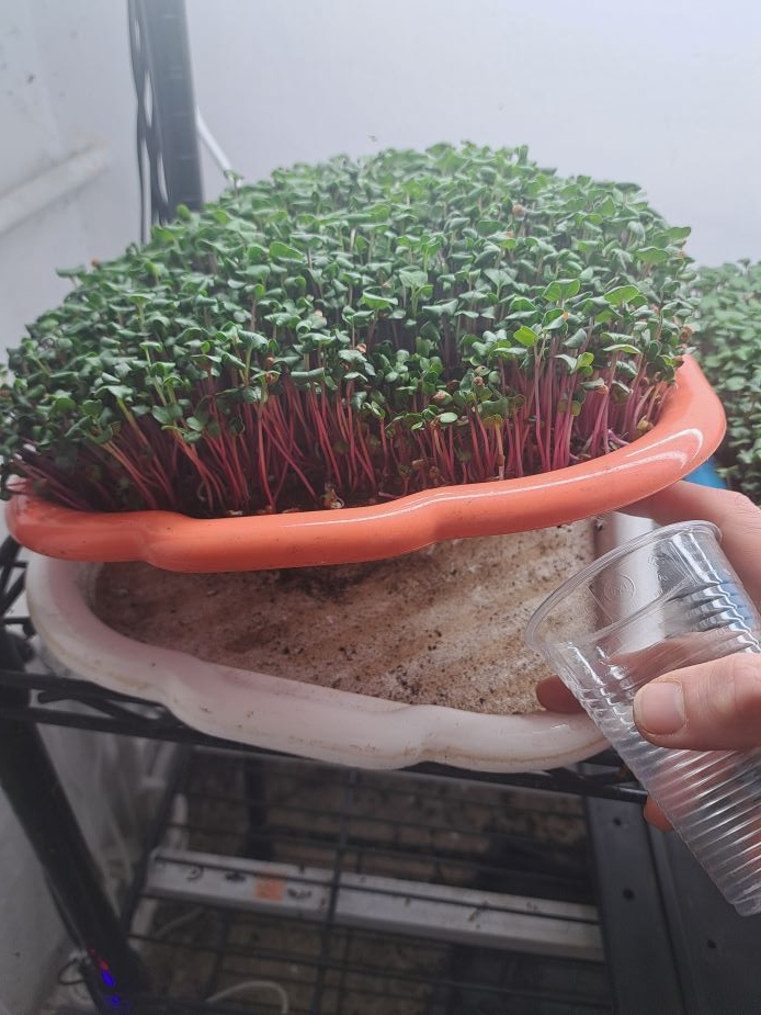 zalevani microgreens podmiska